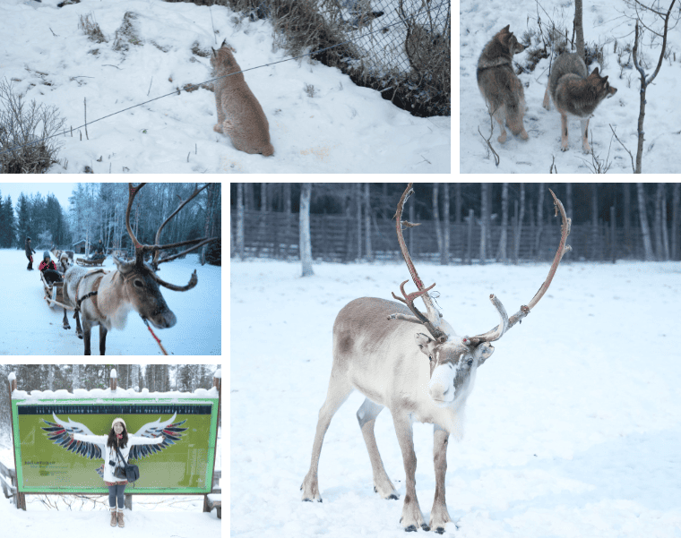 北極圈嗨翻天！雪地活動懶人包 哈士奇、破冰船、雪地摩托一次體驗超難忘！